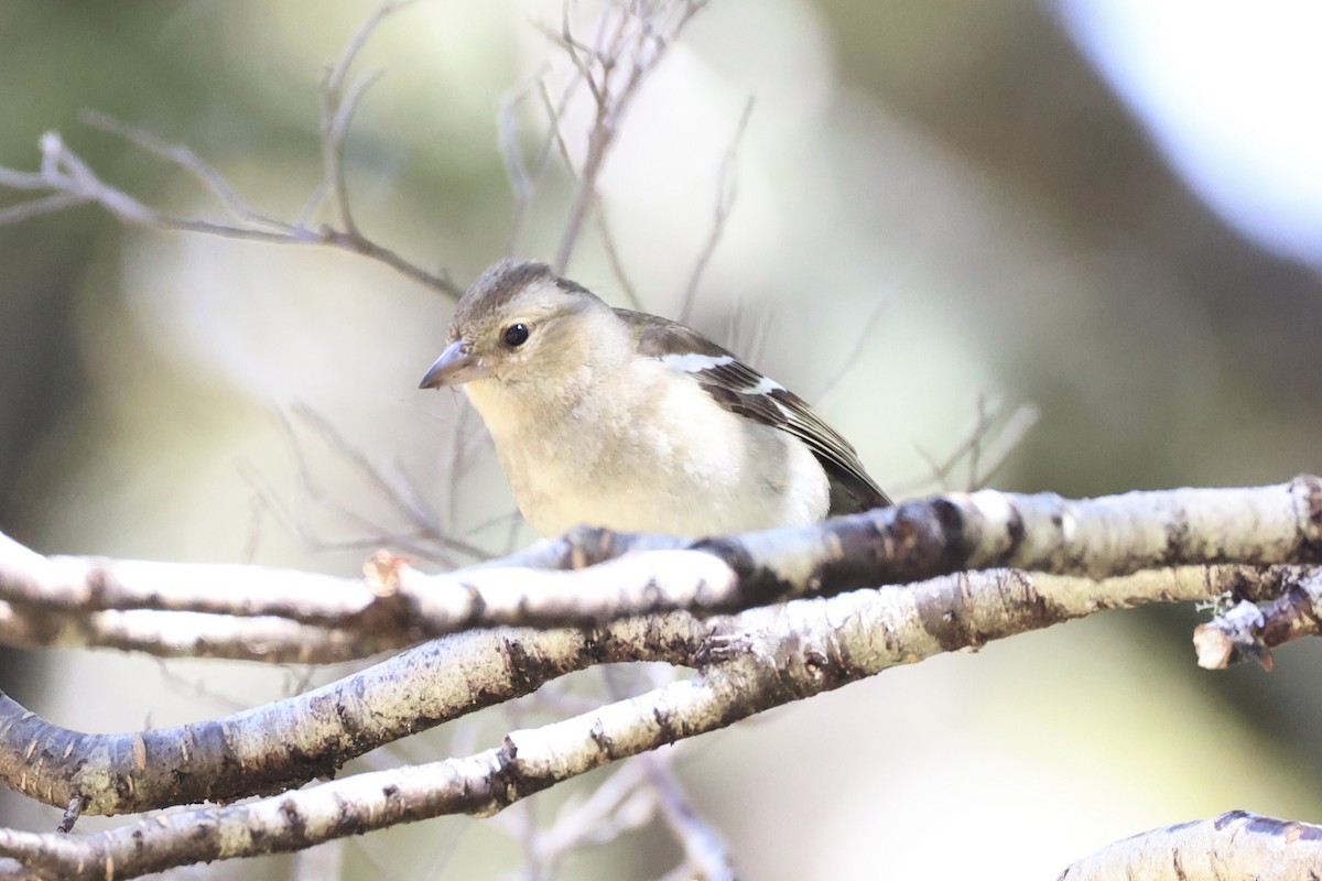 Common Chaffinch - ML645930964