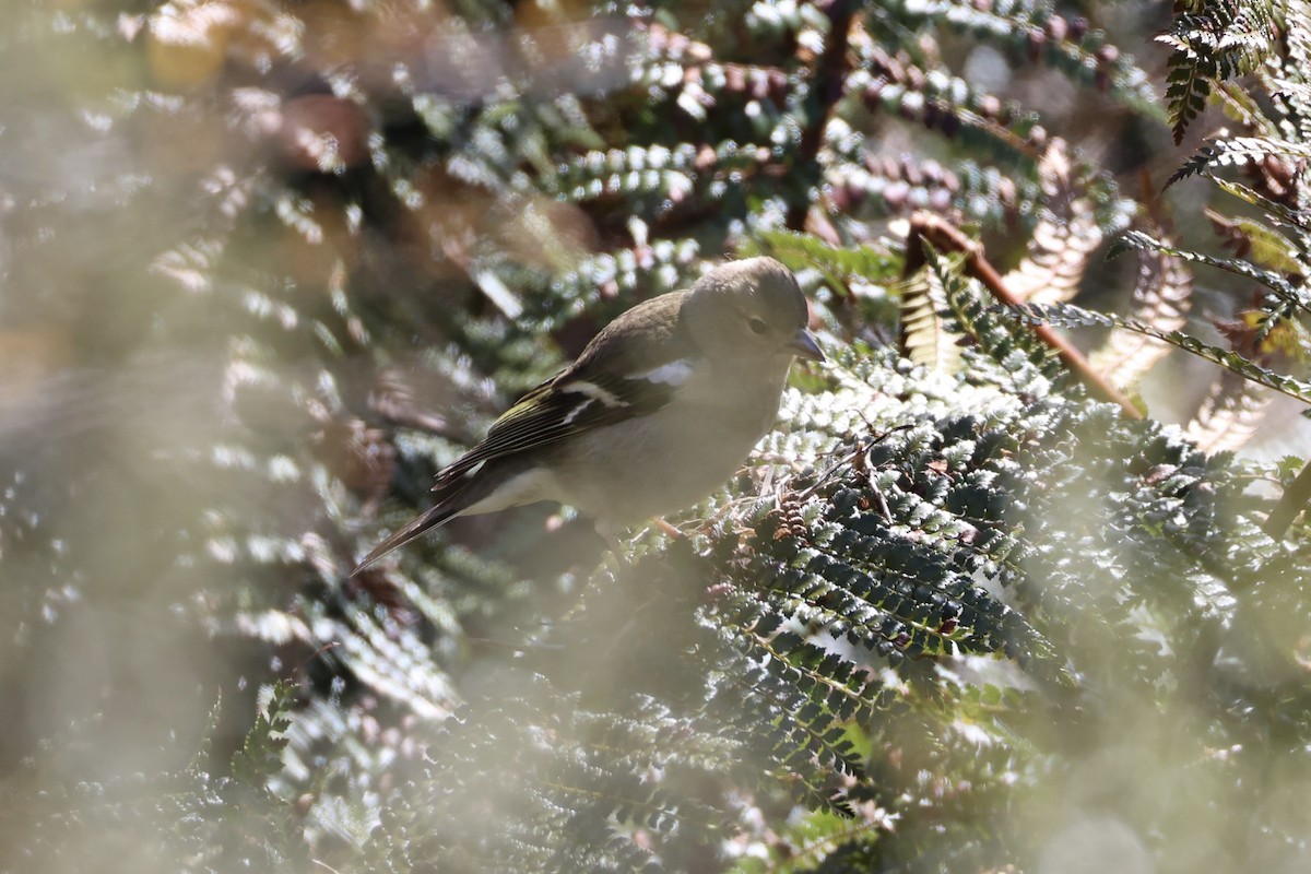 Common Chaffinch - ML645930965
