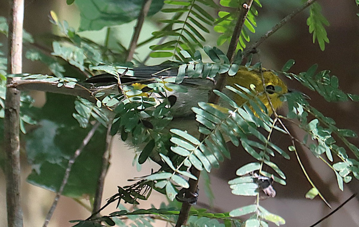 Yellow-headed Warbler - ML645930966