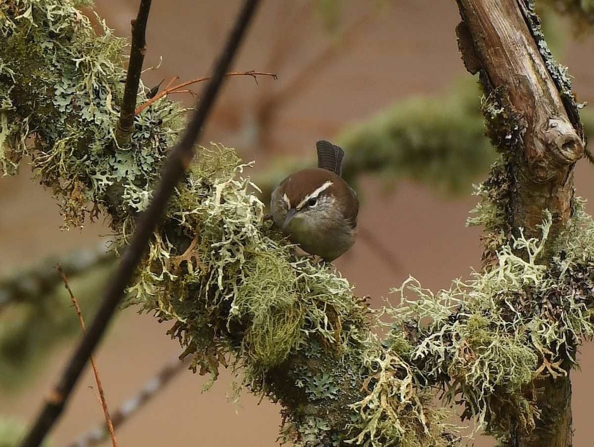 Bewick's Wren - ML645930967