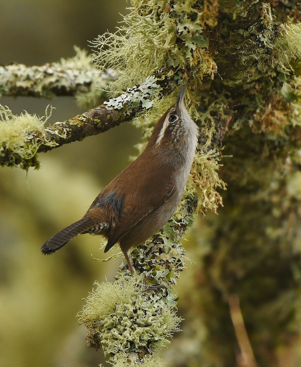 Bewick's Wren - ML645930968