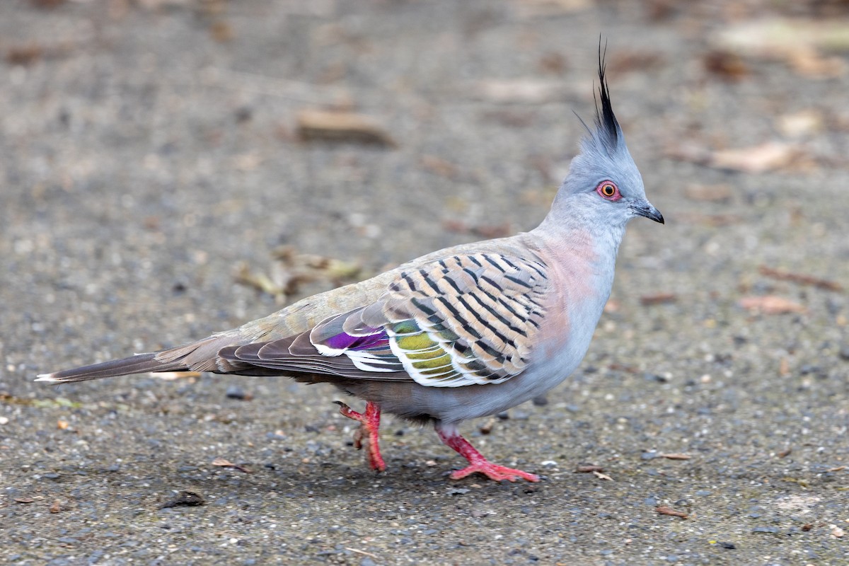 Crested Pigeon - ML645930970