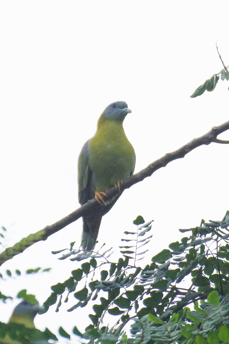 Yellow-footed Green-Pigeon - ML645930972