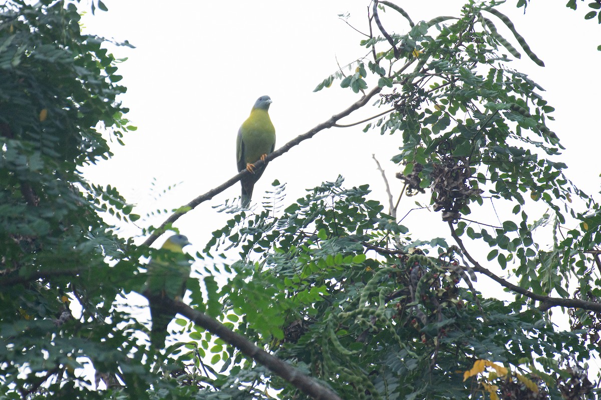 Yellow-footed Green-Pigeon - ML645930973