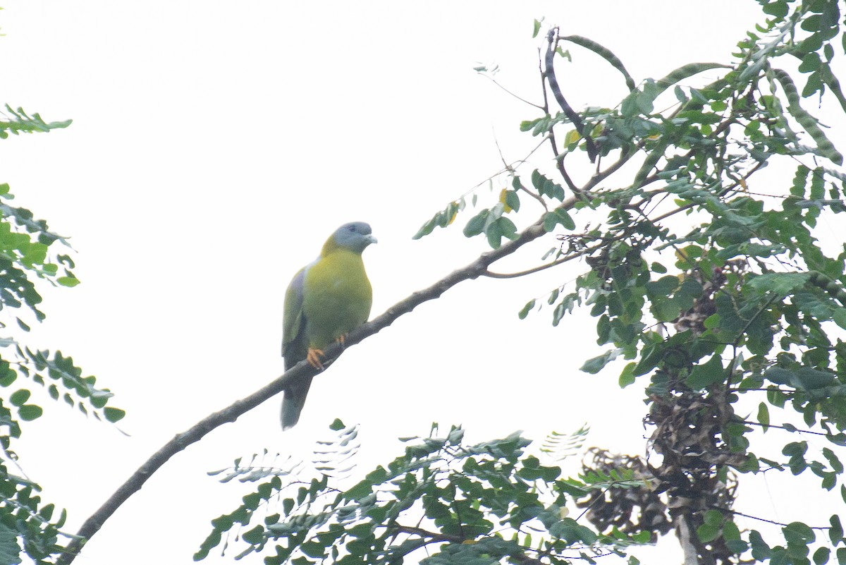 Yellow-footed Green-Pigeon - ML645930974