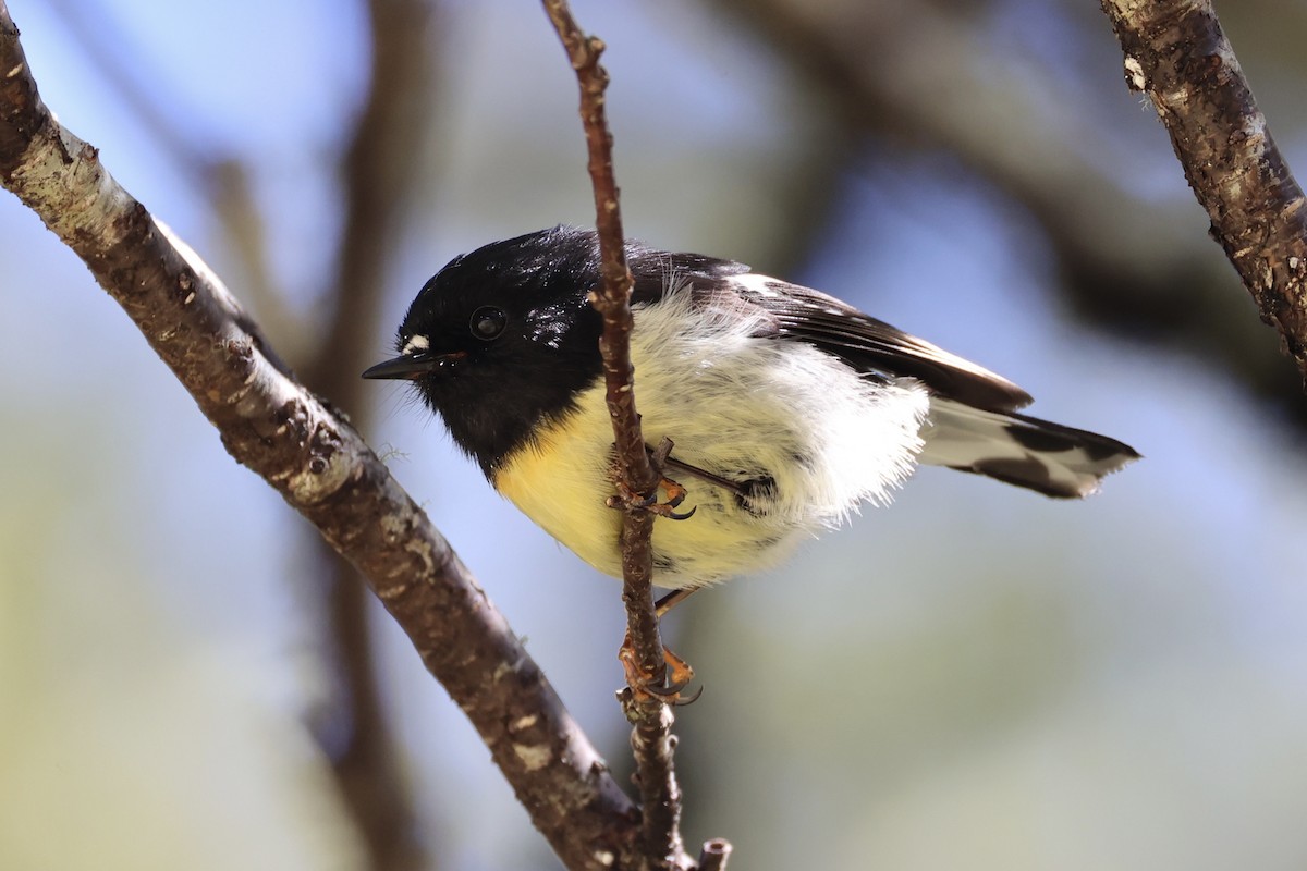 Tomtit - ML645930978