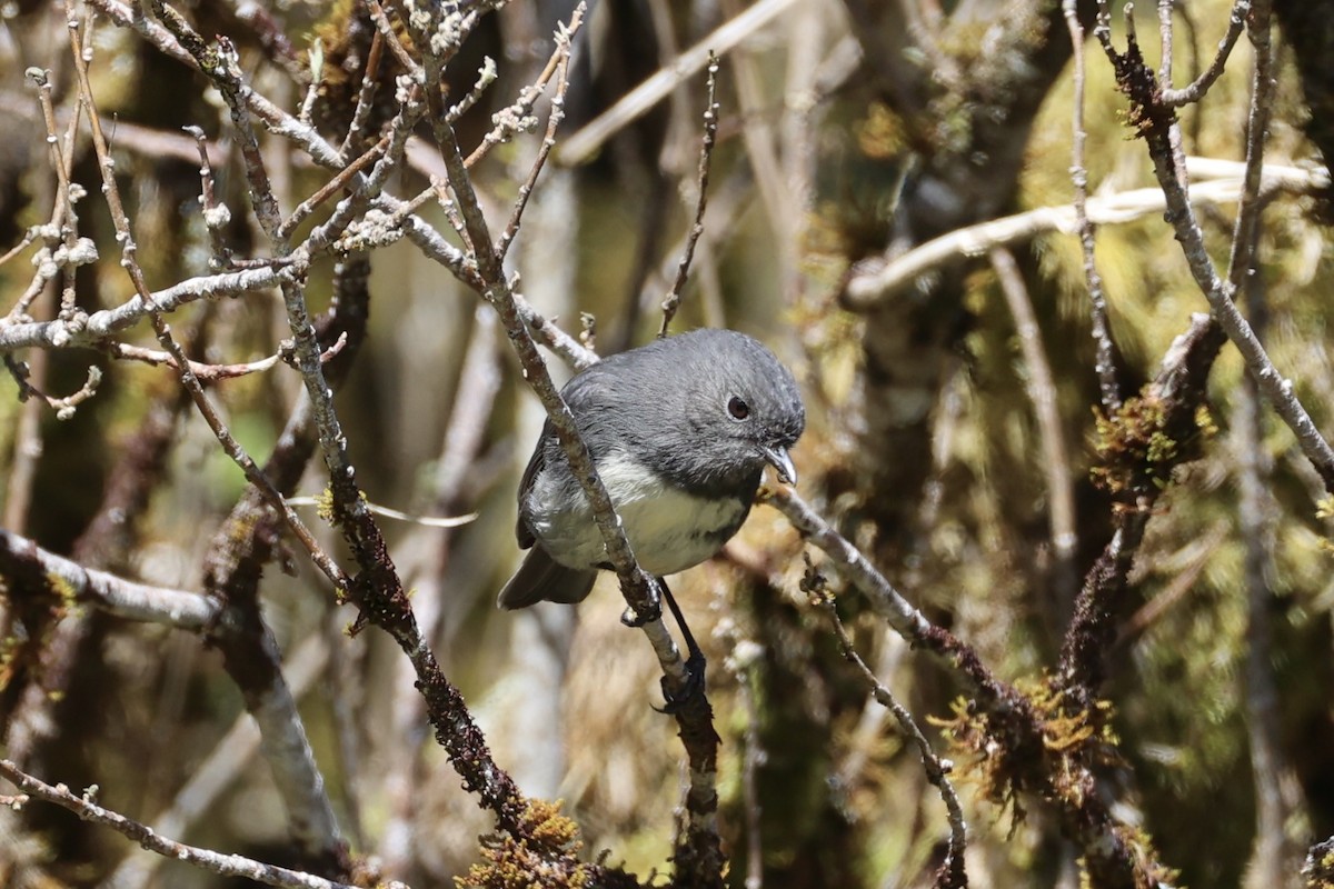 South Island Robin - ML645930980