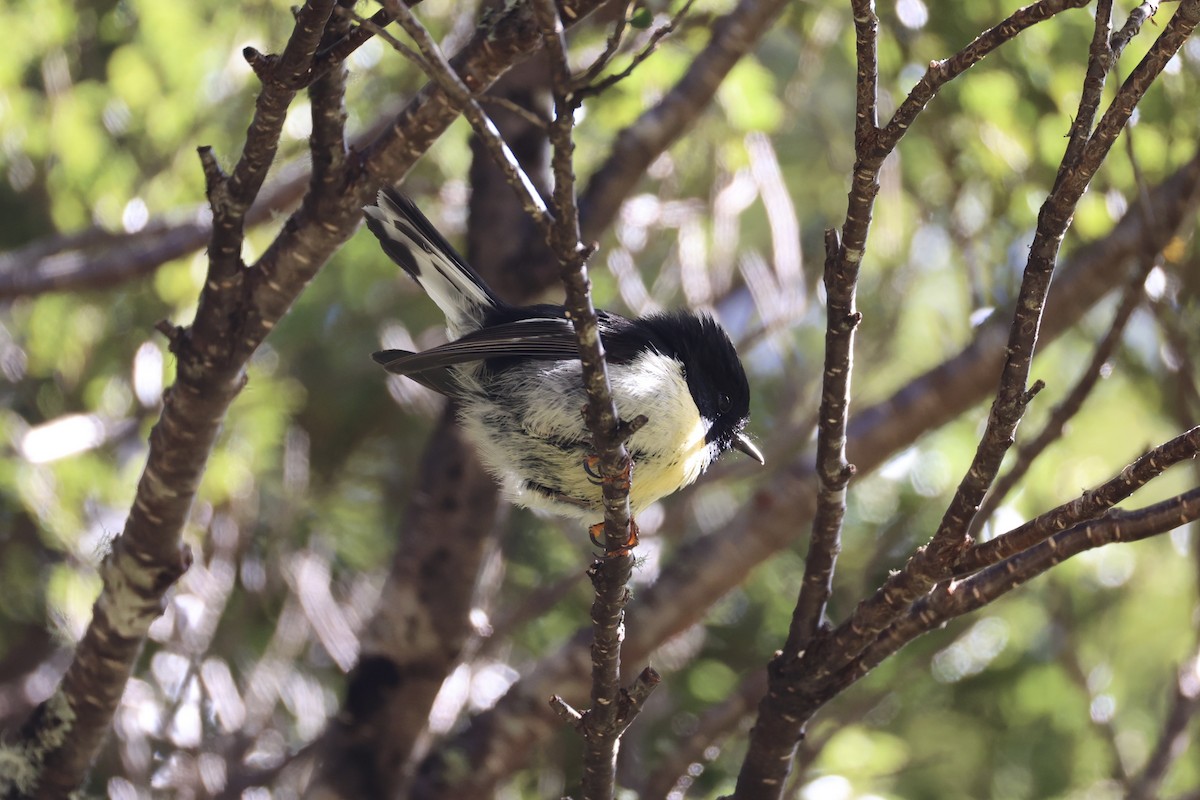 Tomtit - ML645930982