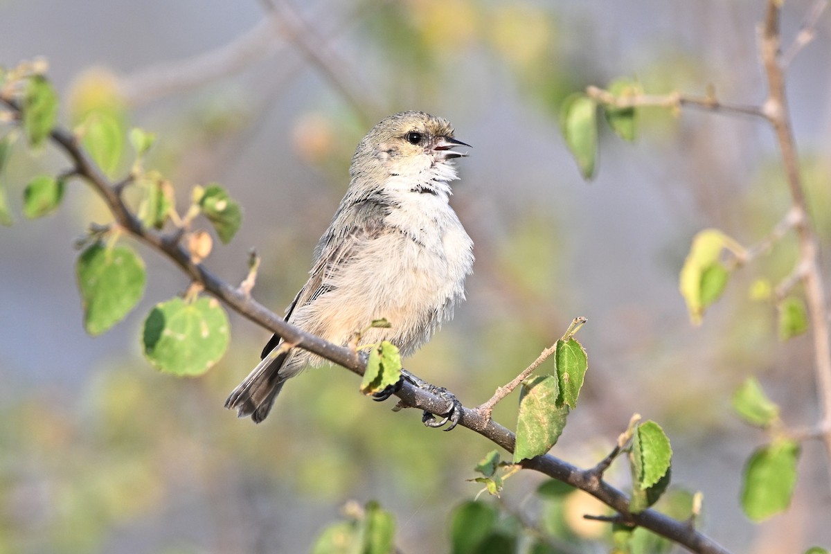 Mouse-colored Penduline-Tit - ML645930983