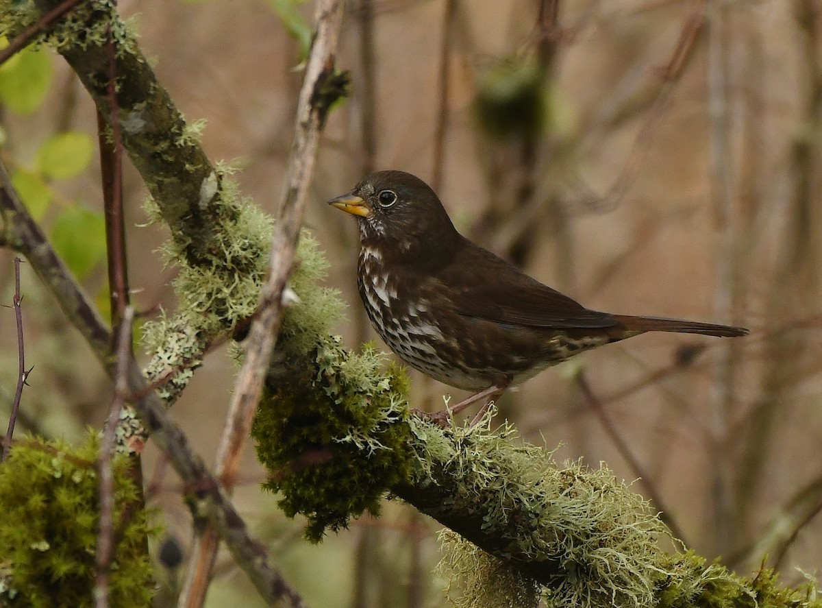 Fox Sparrow - ML645930984