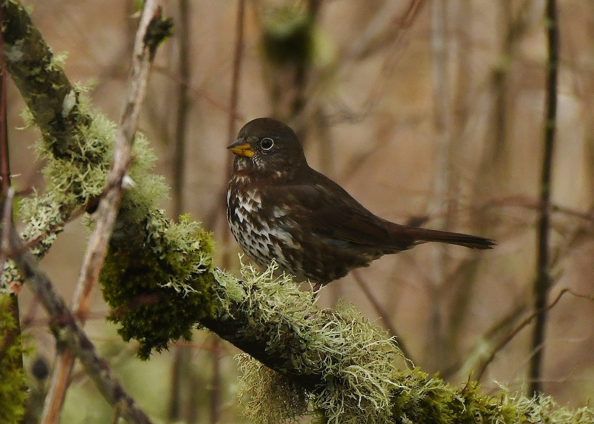 Fox Sparrow - ML645930985