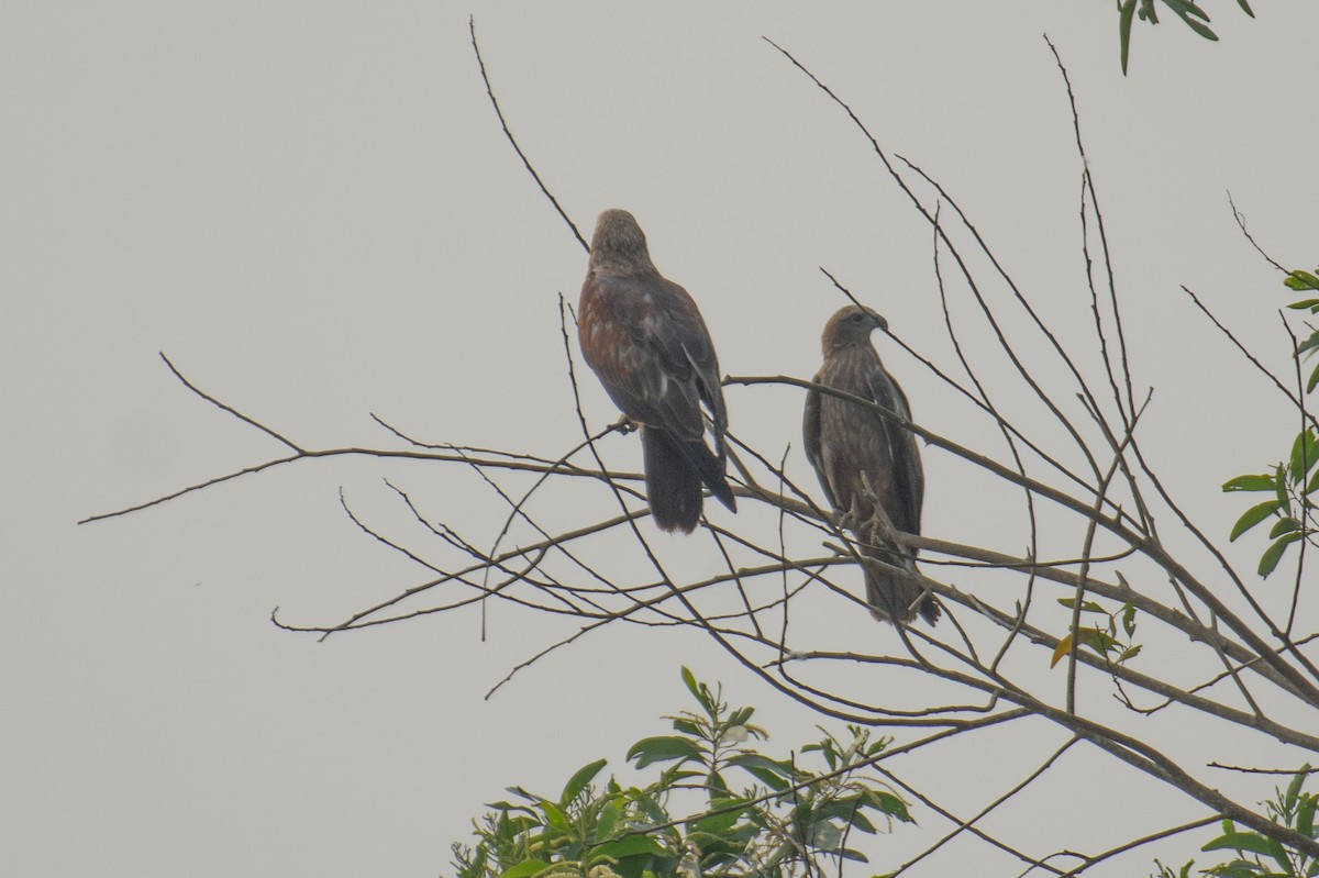 Brahminy Kite - ML645930986