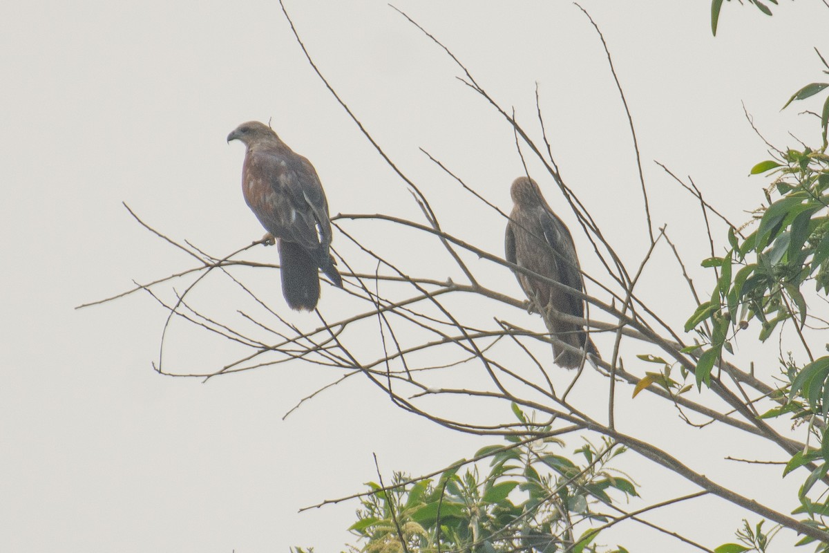 Brahminy Kite - ML645930987