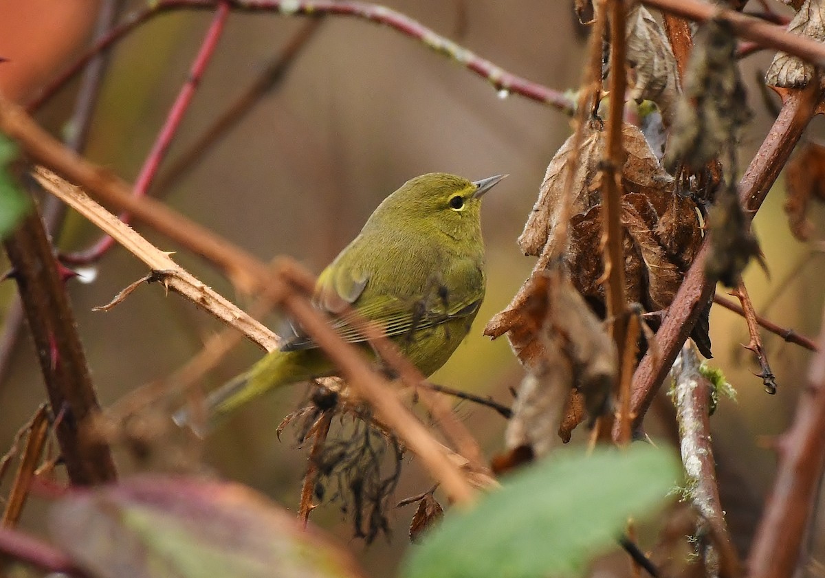 Orange-crowned Warbler - ML645930993