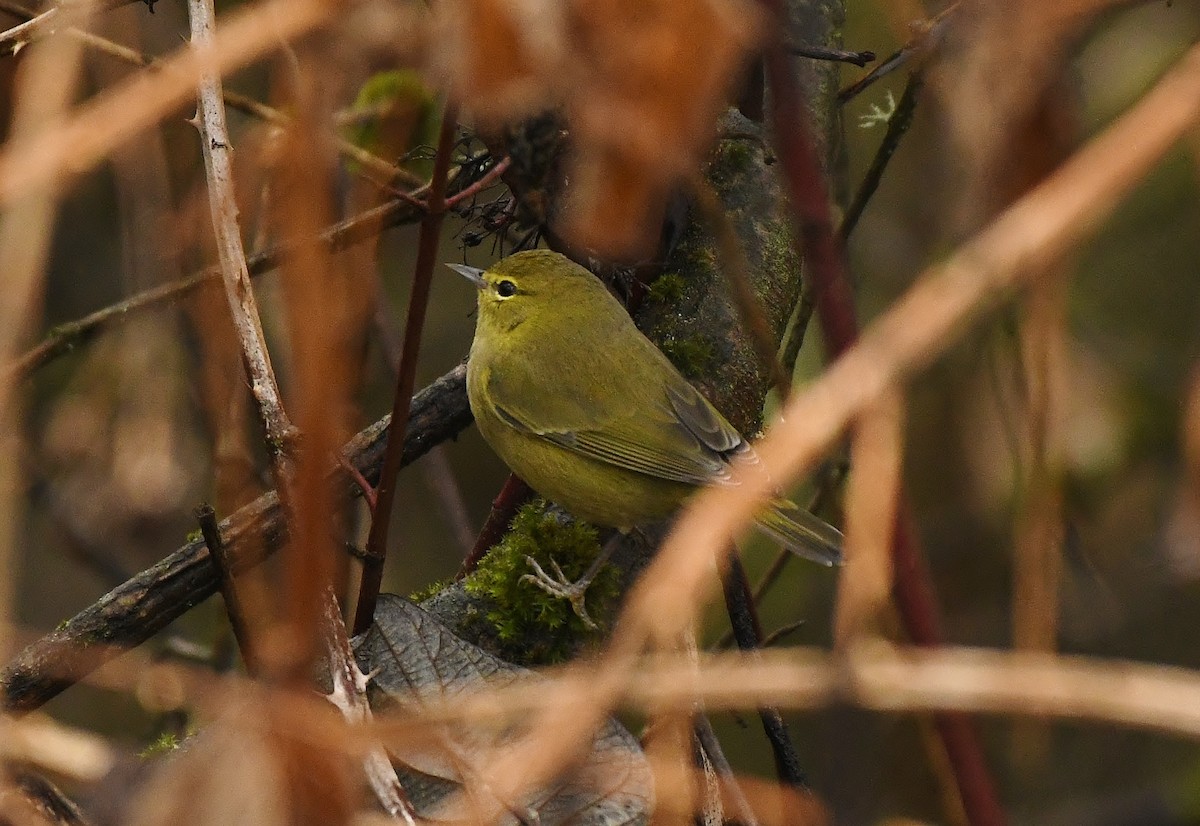 Orange-crowned Warbler - ML645930994