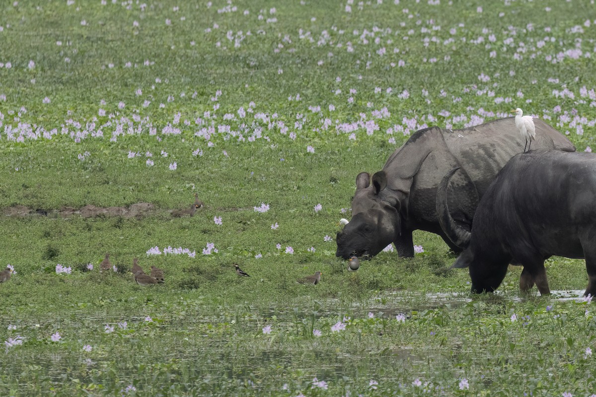 Gray-headed Lapwing - ML645930995