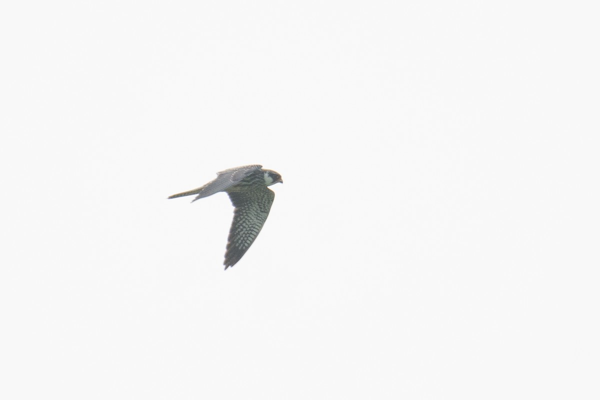 Amur Falcon - ML645930997