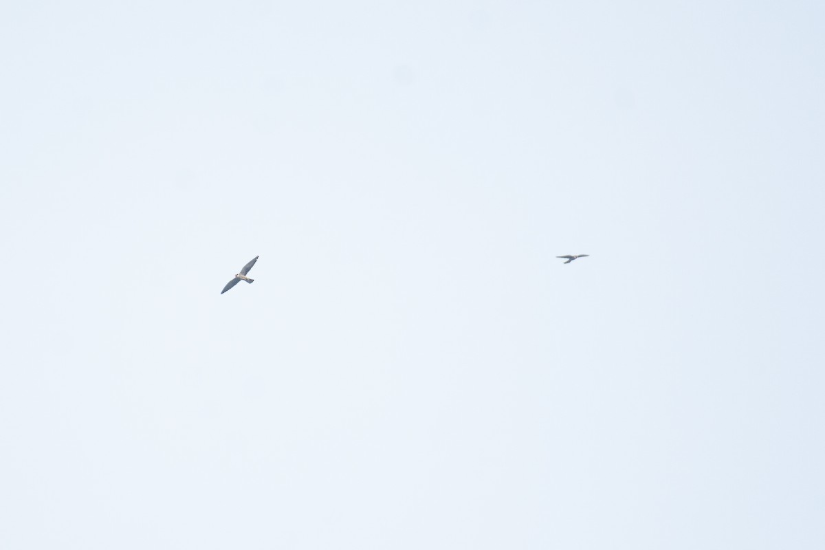 Amur Falcon - ML645930998