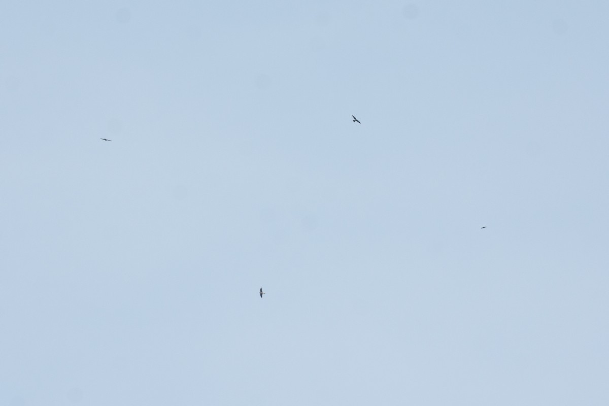 Amur Falcon - ML645930999