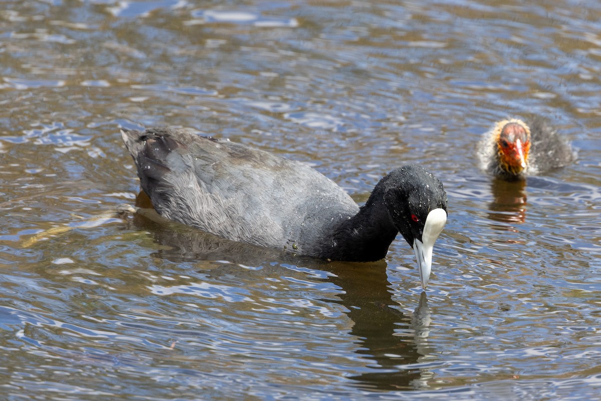 Eurasian Coot - ML645931001