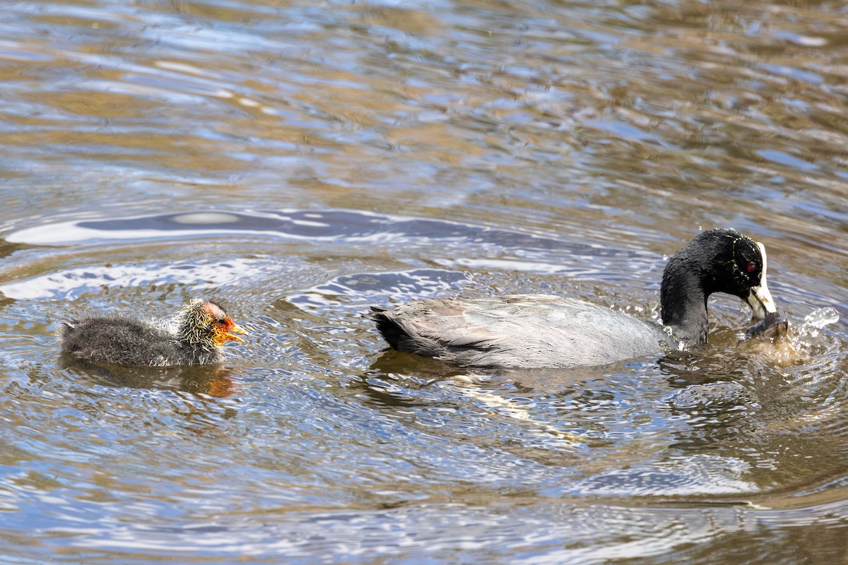 Eurasian Coot - ML645931002