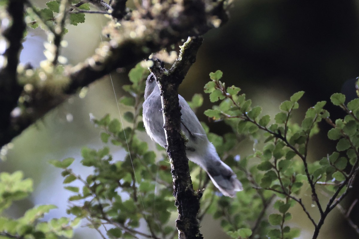 Gray Gerygone - ML645931003