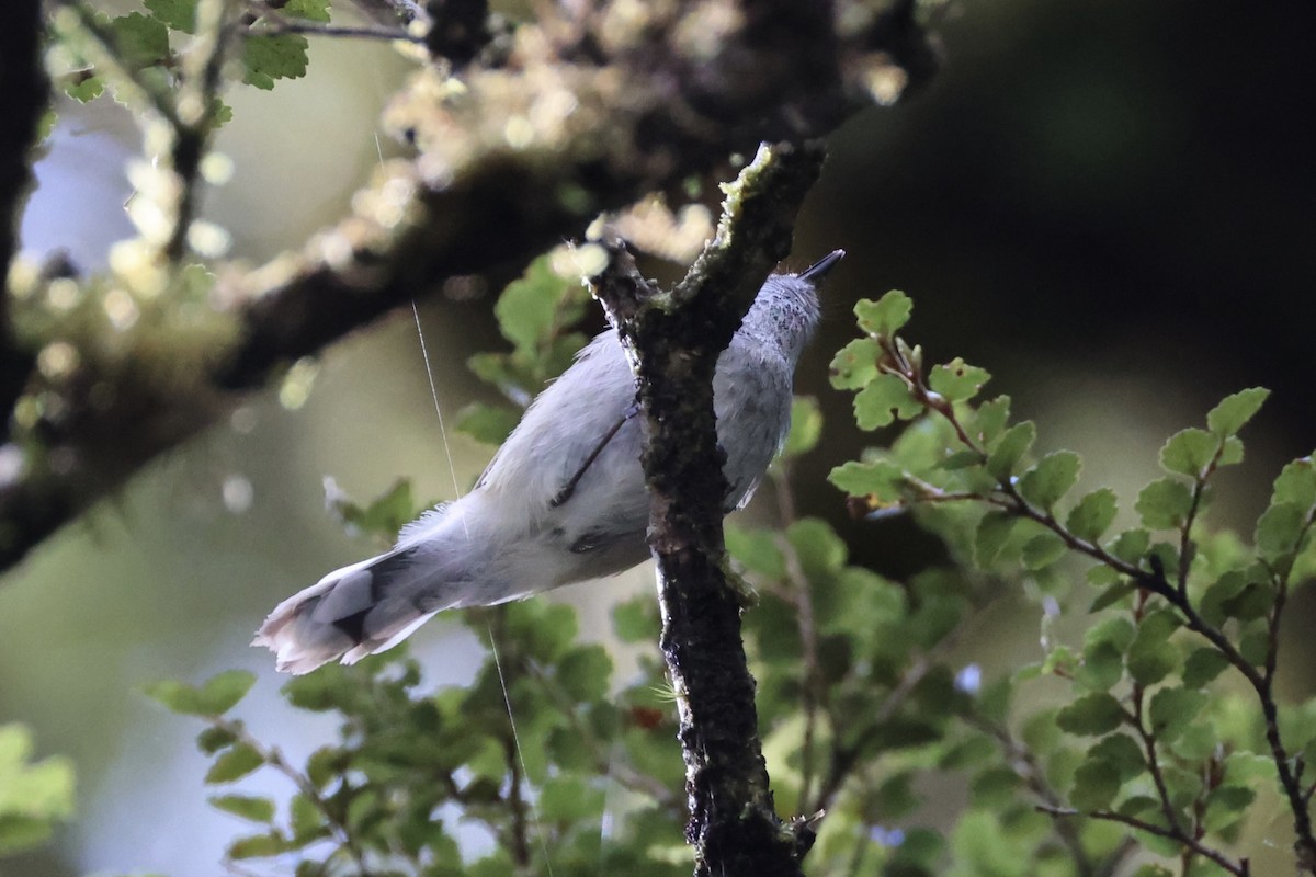 Gray Gerygone - ML645931004