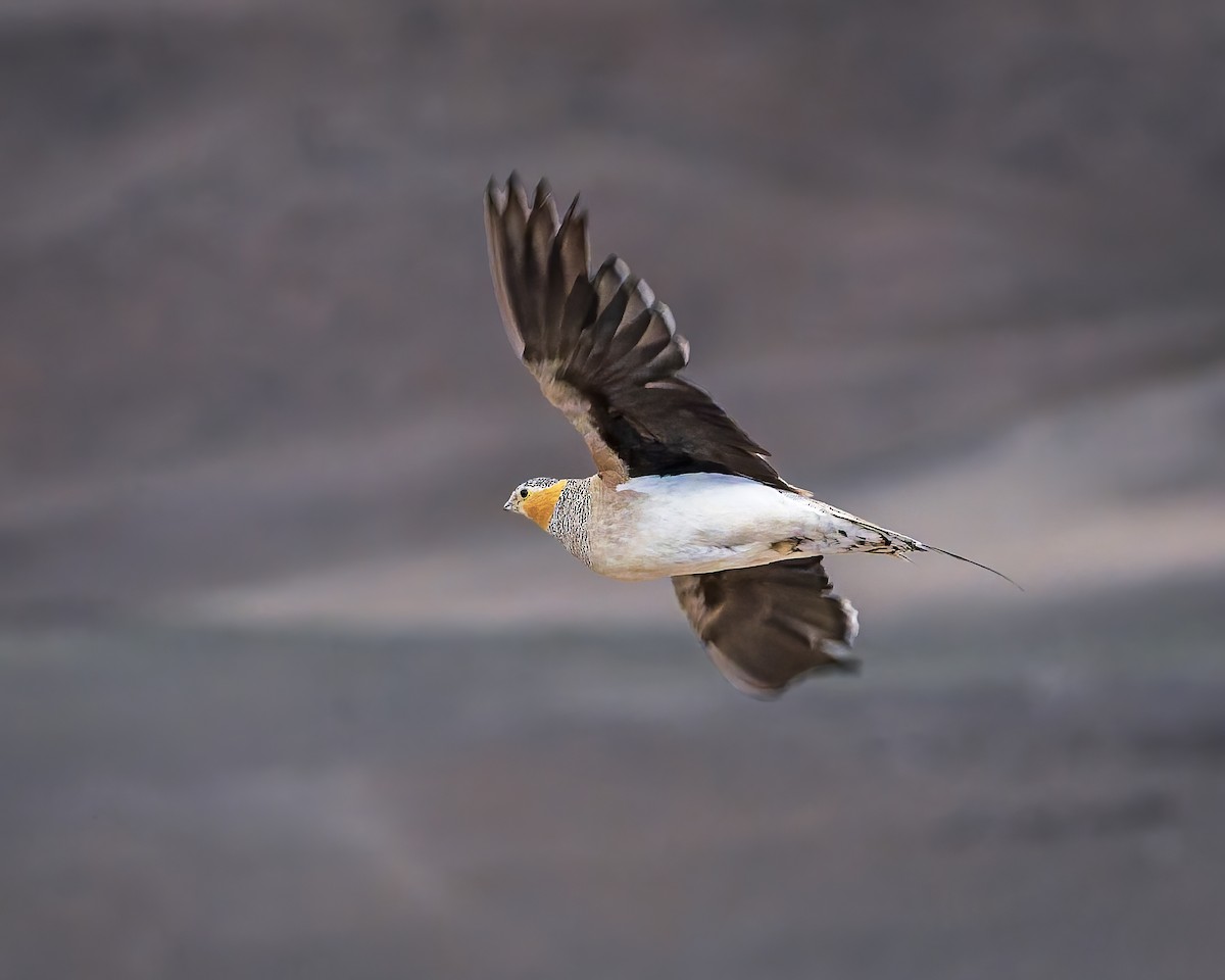 Tibetan Sandgrouse - ML645931006