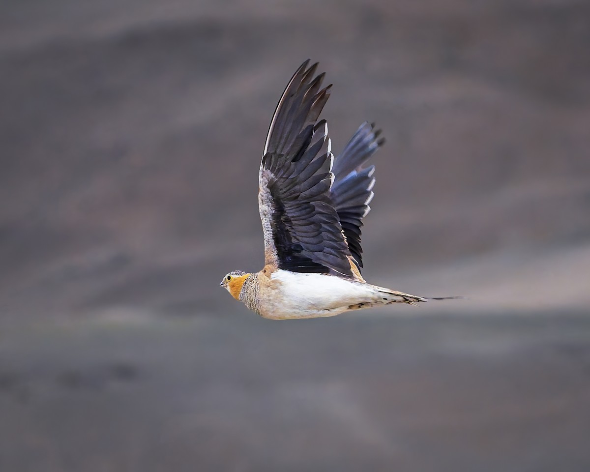 Tibetan Sandgrouse - ML645931007