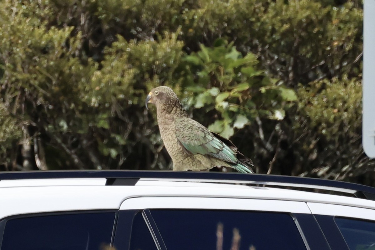 Kea - ML645931009
