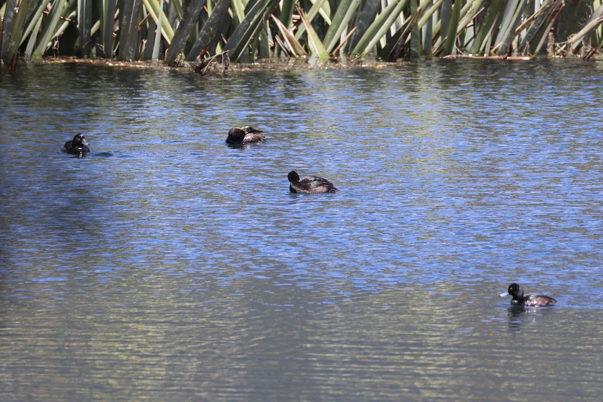 New Zealand Scaup - ML645931011