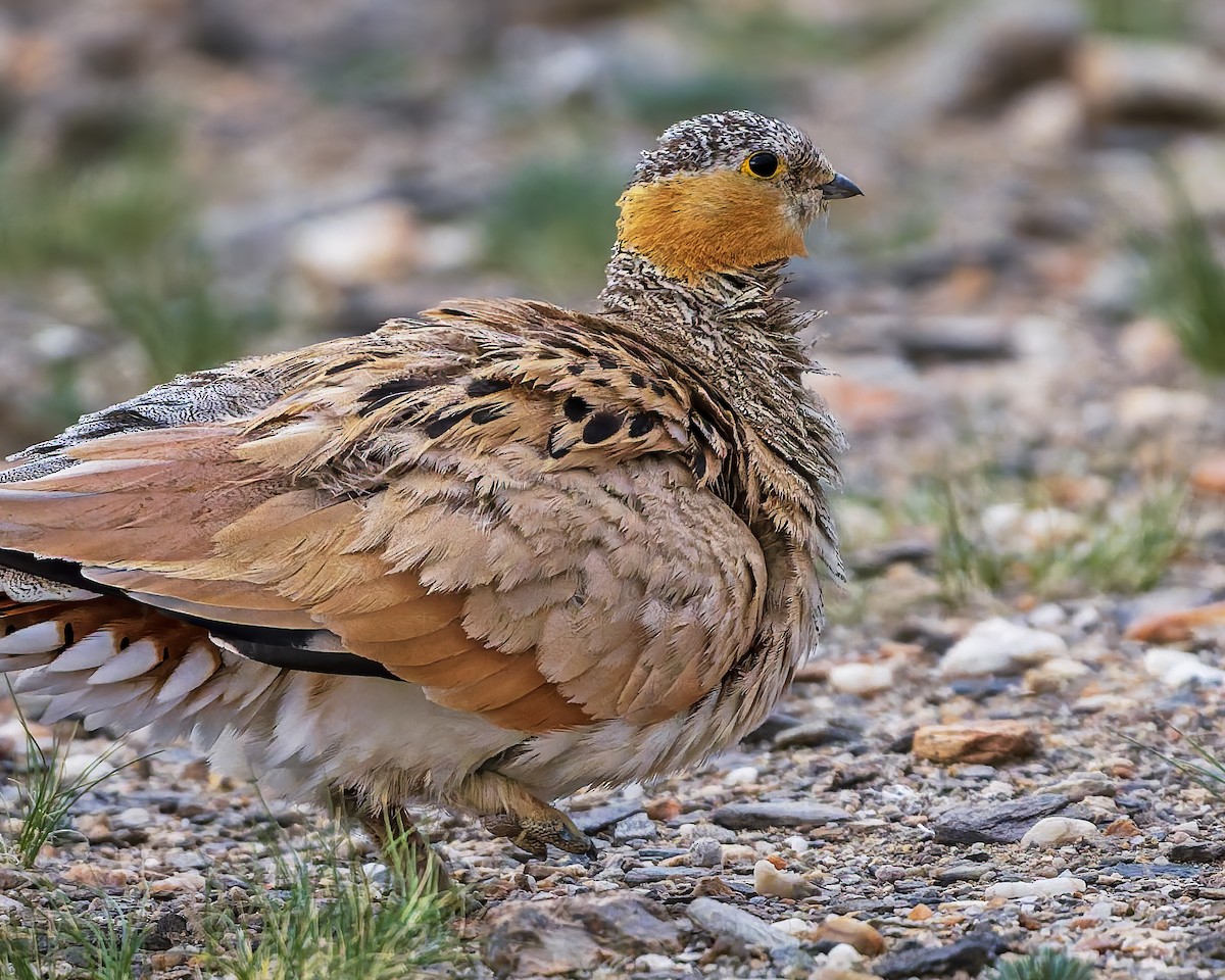 Tibetan Sandgrouse - ML645931014