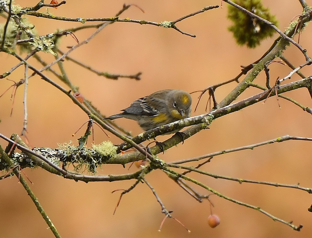 Yellow-rumped Warbler - ML645931017