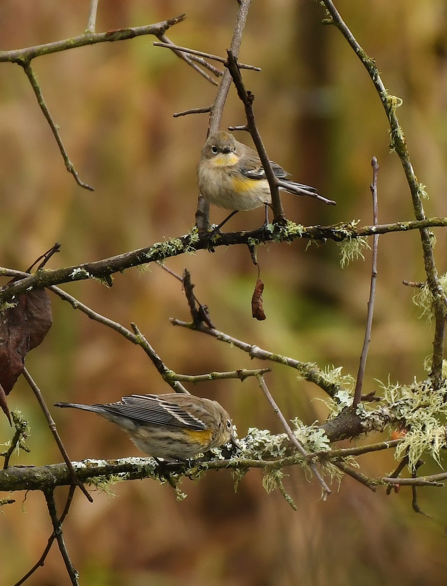 Yellow-rumped Warbler - ML645931018