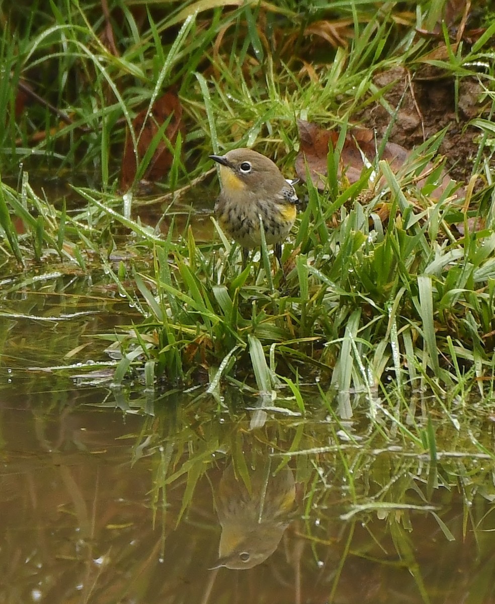 Yellow-rumped Warbler - ML645931019
