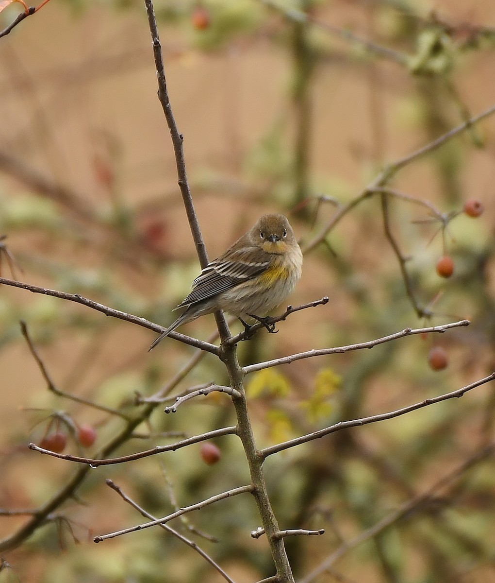 Yellow-rumped Warbler - ML645931020
