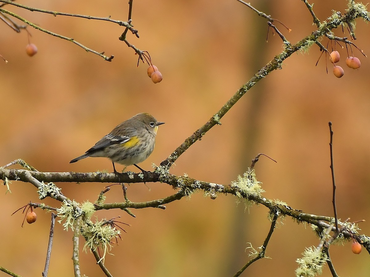 Yellow-rumped Warbler - ML645931021