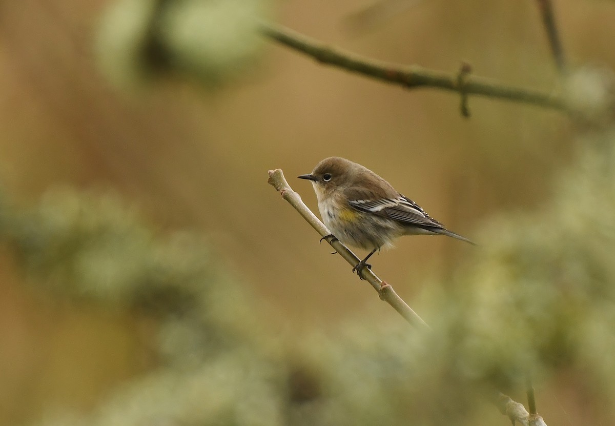 Yellow-rumped Warbler - ML645931022