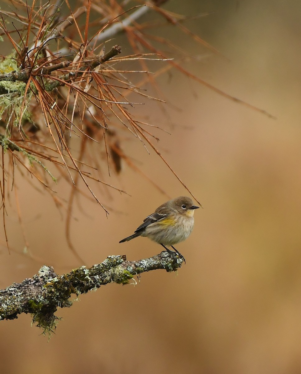 Yellow-rumped Warbler - ML645931023