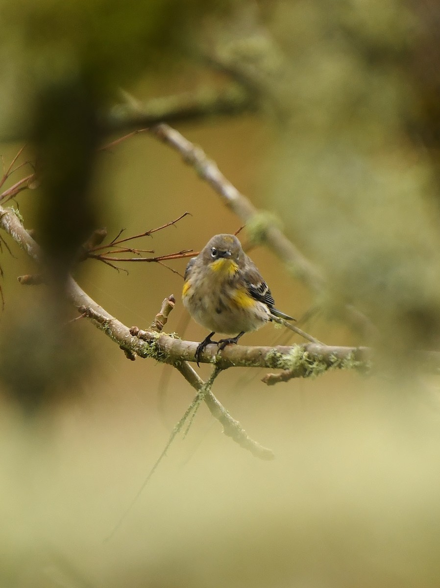 Yellow-rumped Warbler - ML645931024