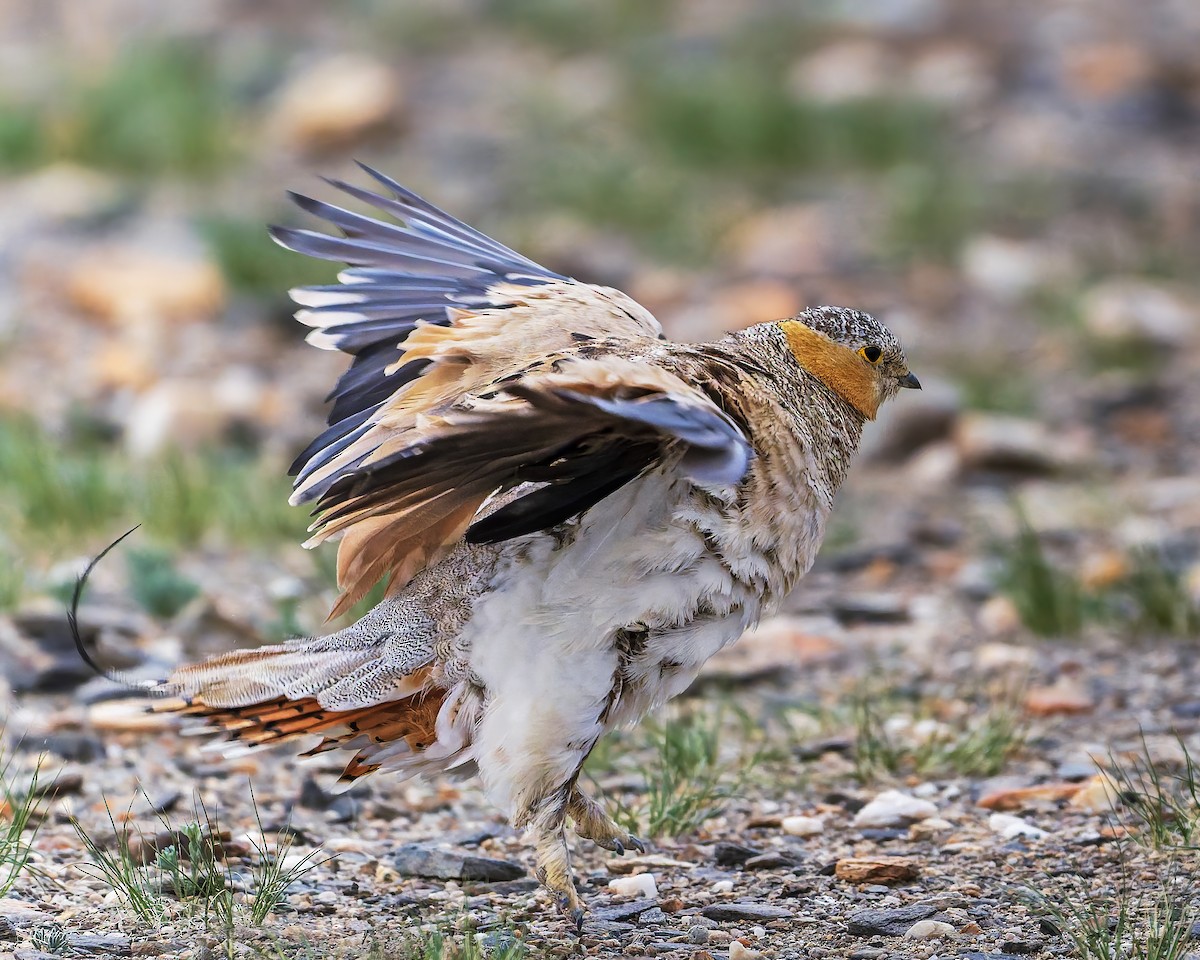 Tibetan Sandgrouse - ML645931028