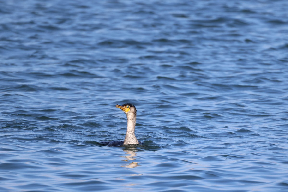 Японский баклан - ML645931031