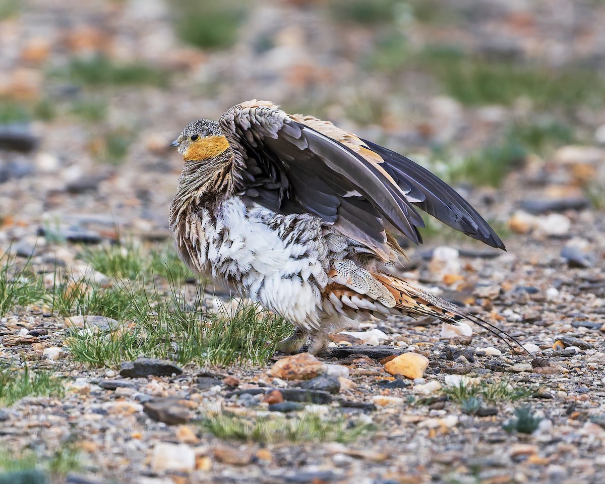 Tibetan Sandgrouse - ML645931037