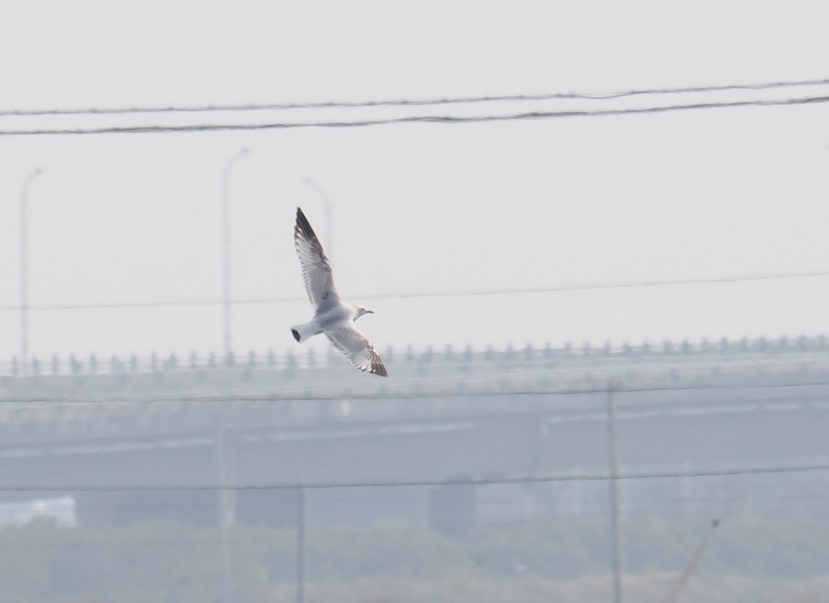 Relict Gull - ML645931039