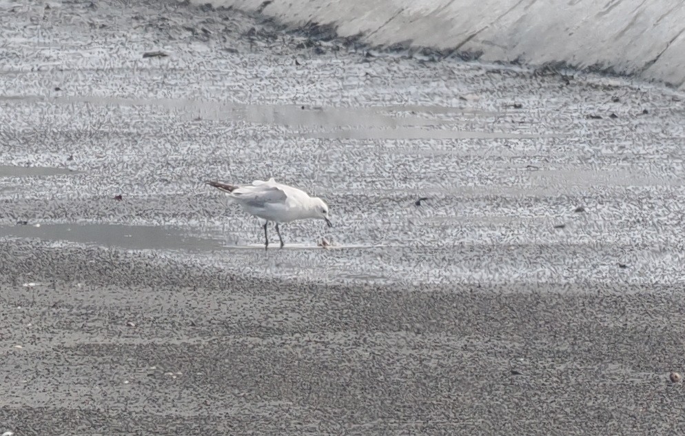 Relict Gull - ML645931040