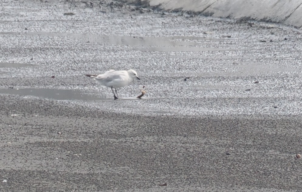 Relict Gull - ML645931041