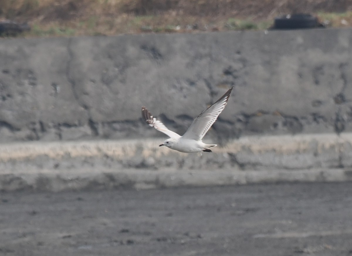 Relict Gull - ML645931042