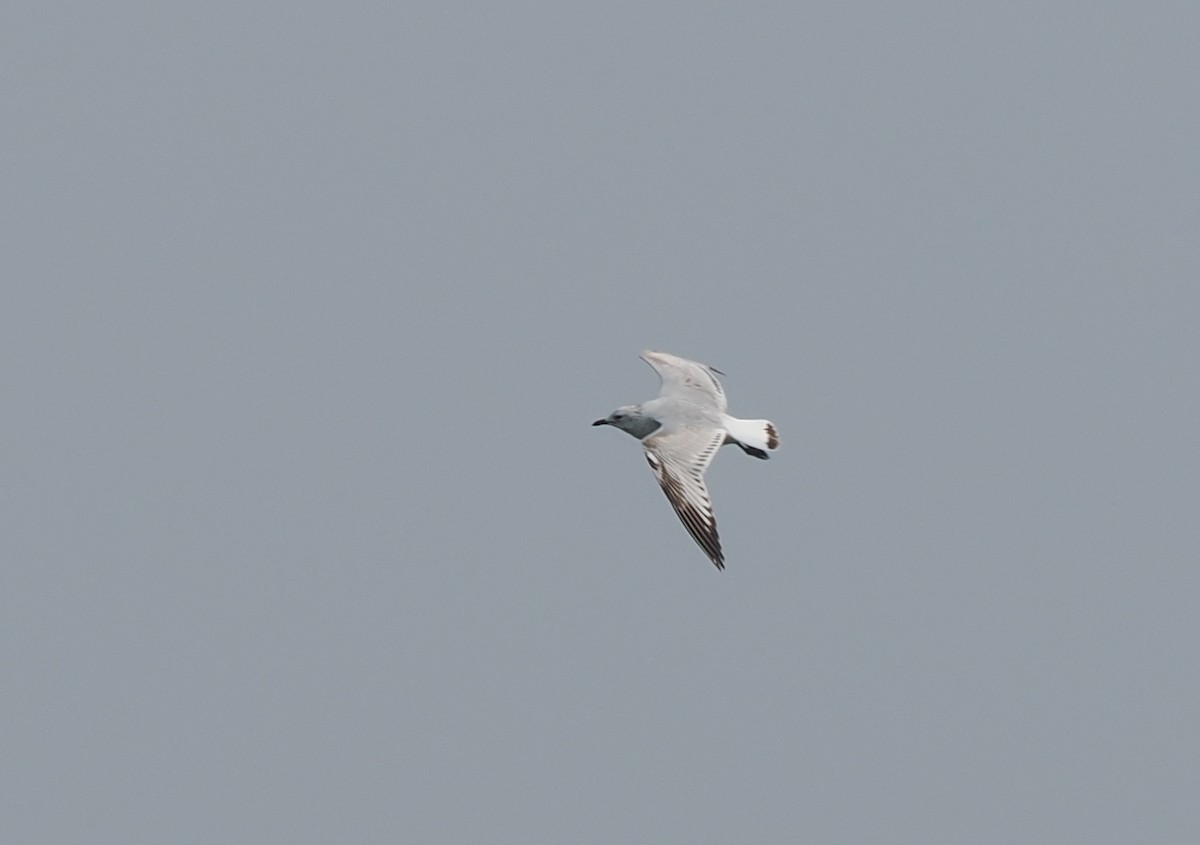 Relict Gull - ML645931043