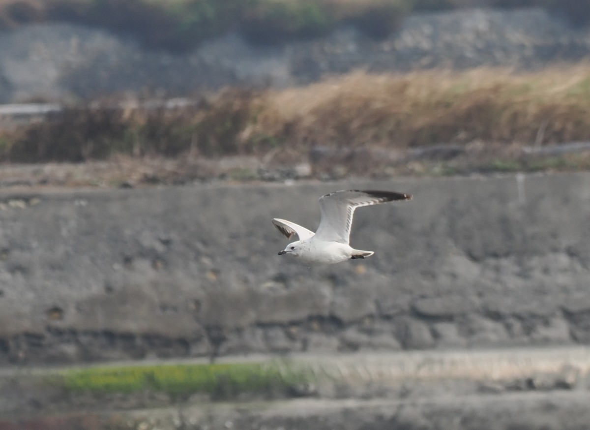 Relict Gull - ML645931044