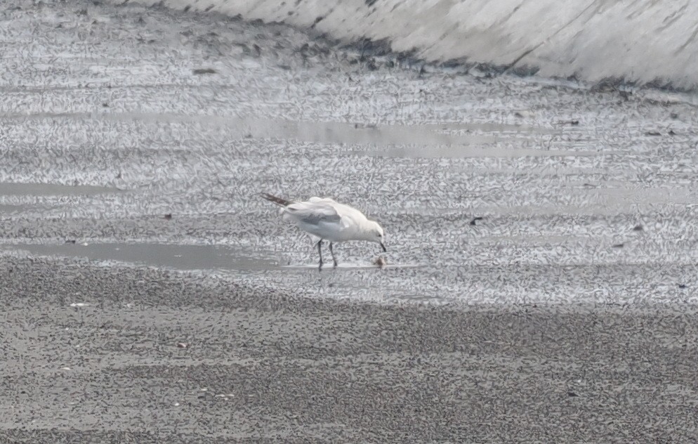 Relict Gull - ML645931045